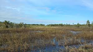 Image result for Scleria lacustris