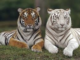 Baby White Tigers Wallpaper Desktop Background