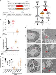 We did not find results for: Cell Type Dependent Differential Activation Of Erk By Oncogenic Kras In Colon Cancer And Intestinal Epithelium Nature Communications