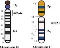 Image result for BRCA2