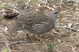 Image result for Tragiella natalensis