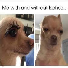 Raquelle Be Like U Wouldn T Liek Me Without My Lashes On Funny Animal Memes Funny Pictures Animal Memes