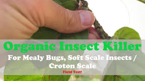This product is an insect killer from the reliable flowtron brand. Organic Insect Killer For Mealy Bugs Soft Scale Insects Croton Scale Field Test Youtube