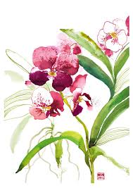 Image result for Orchidaceae