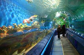The first aquarium of its kind in russia, the planet neptune oceanarium transports visitors into an underwater world, with more than 4,500 fish. Three Level Aquarium In St Petersburg