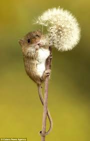 Rodents In Ringwood Pictured Kissing On A Twig As They Rub Noses Daily Mail Online Cute Baby Animals Cute Animals Animals Beautiful