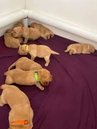 Is a labrador retriever a good dog? Summerset Labradors Beaverton Oregon Facebook