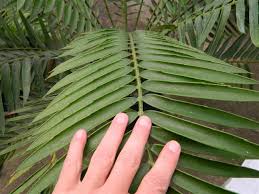 Image result for Encephalartos senticosus