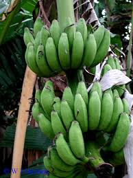 Image result for Musa paradisiaca