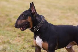 Image result for bulteriér