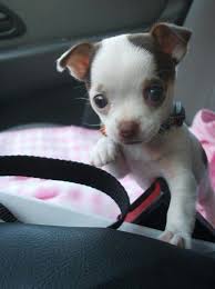 We did not find results for: Chihuahua Puppy Cute Animals Cute Baby Animals Chihuahua Puppies