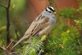 Photograph by joel sartore, national geographic photo ark. Bc Breeding Bird Atlas