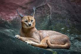It is characterised by a robust build, long legs, a short face, long tufted ears. Premium Photo Caracal Lynx Cat Resting On A Rocky Floor
