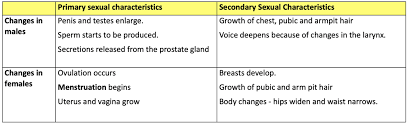 Testosterone begins to be released and the male organs begin to develop. Physical Development In Adolescence Health Social Care Tutor2u