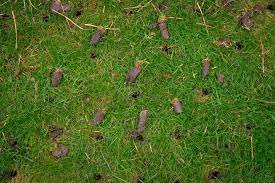 Do you want to achieve a good lawn. Lawn Mowing Service Crystal Lake Lawn Care Elite Lawn Care