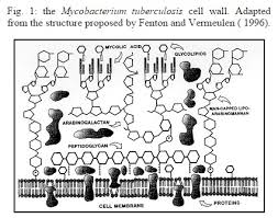 Acid-Fast Positive And Acid-Fast Negative Mycobacterium Tuberculosis: The  Koch Paradox | Microbiology Spectrum