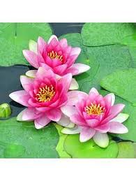 Birth Month Flower Grow Kit Uk Water Lily Planting Kit Pink One Colour In 2020 Indoor Water Garden Water Garden Plant Tattoo