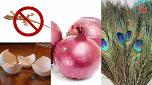 In the garage or shed 12 Home Remedies To Get Rid Of Lizards 7 Commercial Repellents Pest Wiki