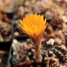 Image result for Achyropsis