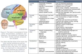 Right The Brain Structures And Functions Chart Brain