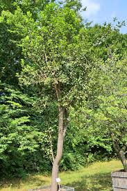 Image result for Elaeodendron croceum