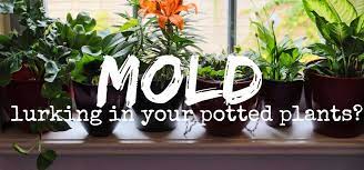 Because of the difficulties you might encounter in completely killing off mold spores, prevention is your best strategy in fighting against it. How To Get Rid Of White Fuzzy Moldy Potting Soil Dengarden