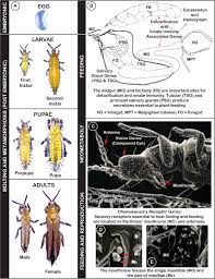 Be proud and certain your pest control needs are done right the first time all the time. Genome Enabled Insights Into The Biology Of Thrips As Crop Pests Biorxiv