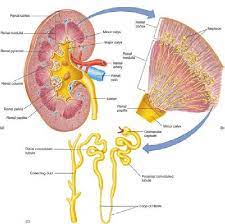 The Anatomy Of The Kidney And The Structure Of The Nephron Which Download Scientific Diagram