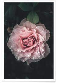 Beautiful purple and pink rose flower. Raindrops On Pink Rose Poster Juniqe