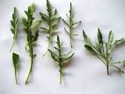 Image result for Diplocyclos tenuis