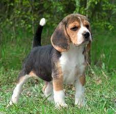 American Foxhound Puppies For Sale All Puppies Pictures And Beagle Puppy Cute Beagles Hound Dog Breeds