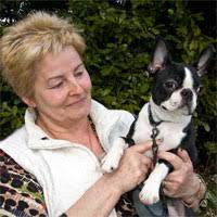 Kc registered red & white. Boston Terrier Dog Our Dogs Magazine Pedigree Dog Breeder Directory Showdogs Stud Dogs Puppies For Sale