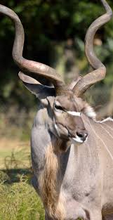 About Wild Animals Kudu An Animal With Massive Curly Horns Africa Animals Animal Photography Zoo Animals