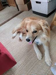 Hours may change under current circumstances Pomeranian X Golden Retriever Novocom Top