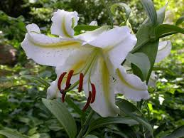 Bloom in early to mid summer. Best Bulbs