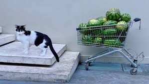 Discover some harmless staples you can share with your favorite feline. Can Cats Eat Watermelon Is Watermelon Safe For Cats Cattime