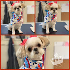 Maybe you would like to learn more about one of these? Rebarkable Doggie Day Spa