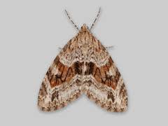 Image result for Trichopteryx