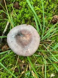 Image result for Russula variata
