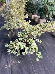 Image result for Ficus triangularis