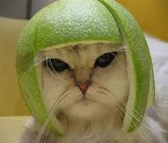 Melon Cat Helmet Roliga Katt Bilder Sotaste Djuren Galna Katter