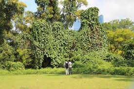 Image result for Merremia palmata