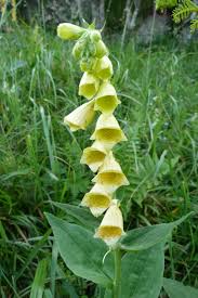 Large yellow foxglove