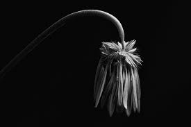 International Photo Awards