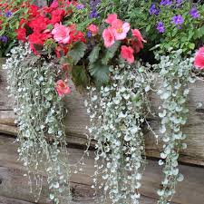 Image result for Dichondra