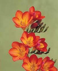 Freesia Freesia Planting Information Planting Freesias Planting Freesia How To Grow Freesia How To Grow Freesias How To C Plants Freesia Types Of Flowers