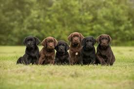 How much food do i feed my puppy. Skinner S Puppy Feeding Guide Skinner S Field Trial