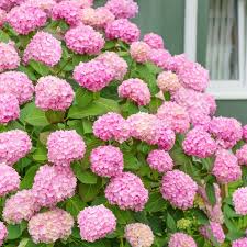 Image result for Hydrangea