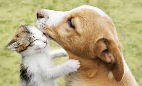 Cute pictures of puppies & kittens Puppies Kittens And Cuteness Overload New Pet Care Tips Berkeley Veterinary Center