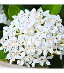Image result for Ixora seretii